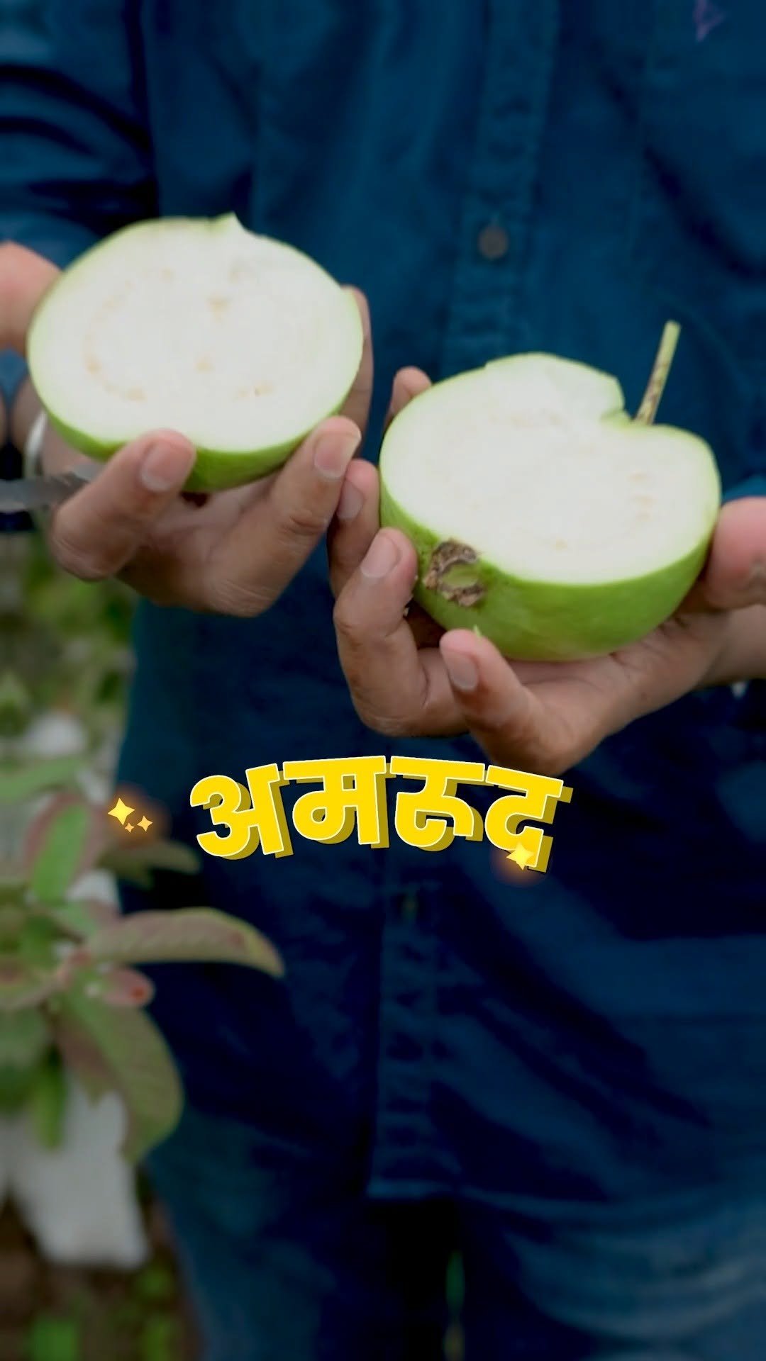 indianfarmer.courses 게시물 이미지: अमरूद में PROFIT चाहिए तो इनको दूर रखो...