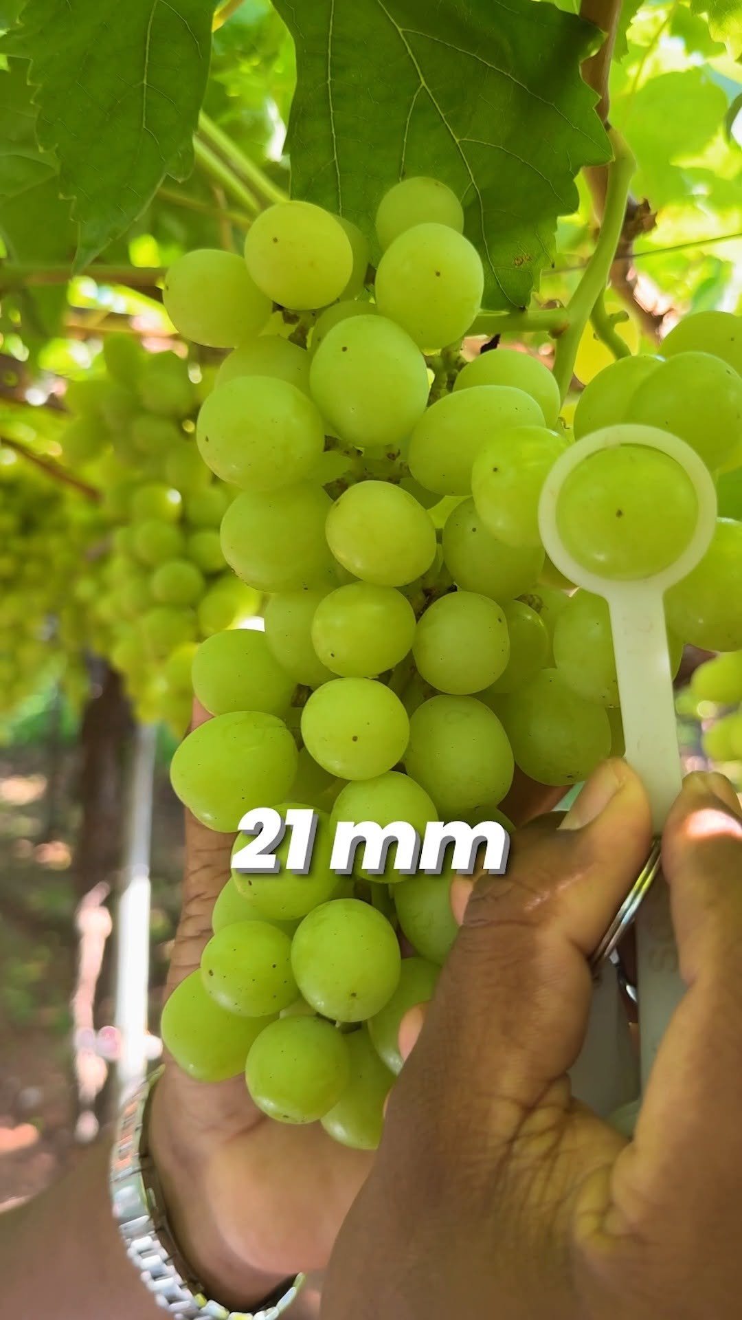 indianfarmer.courses 게시물 이미지: ये Chemical नहीं, Quality की पहचान है...
