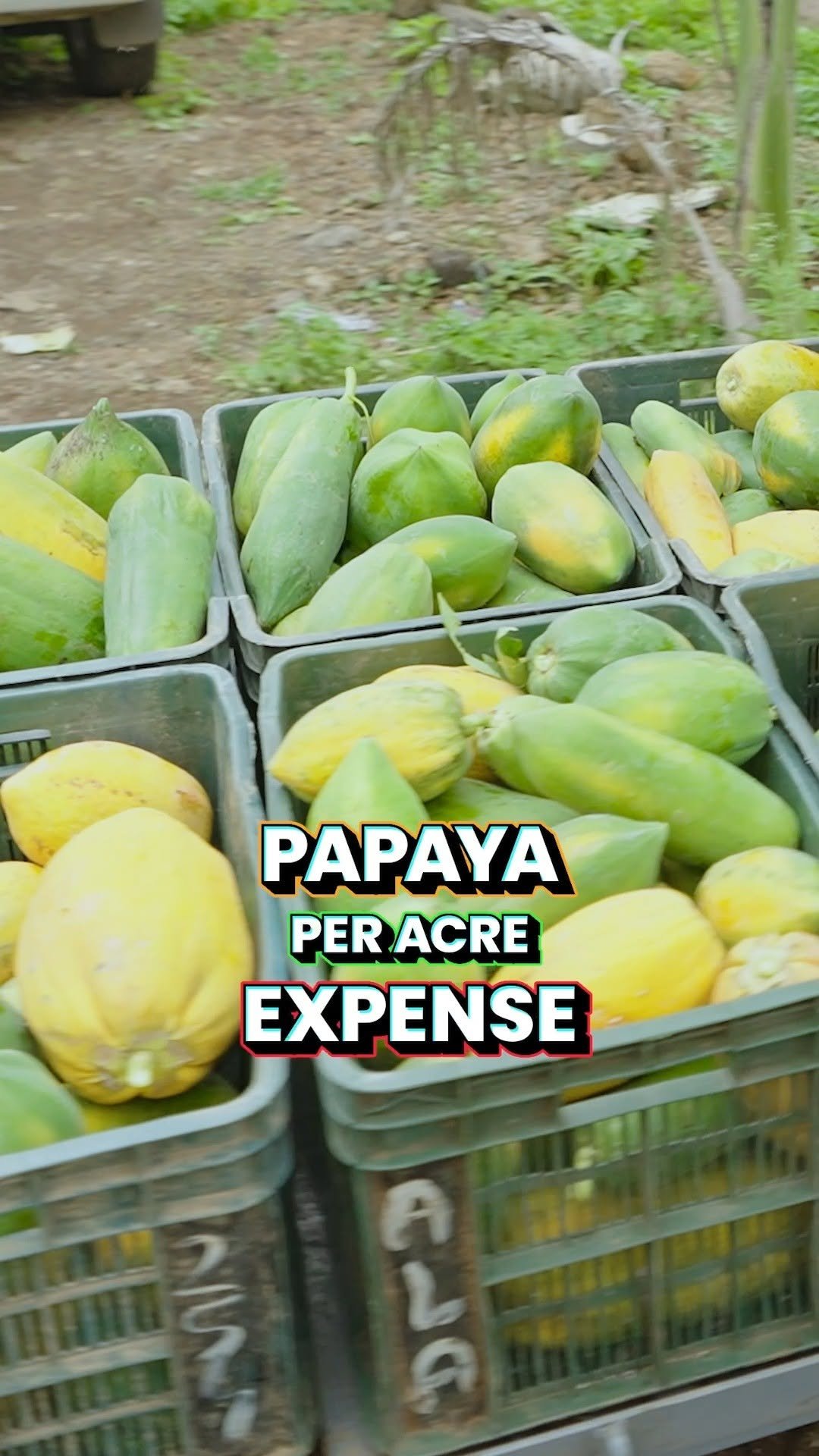 indianfarmer.courses 게시물 이미지: Papaya Farming का खर्चा और PROFIT जानो...