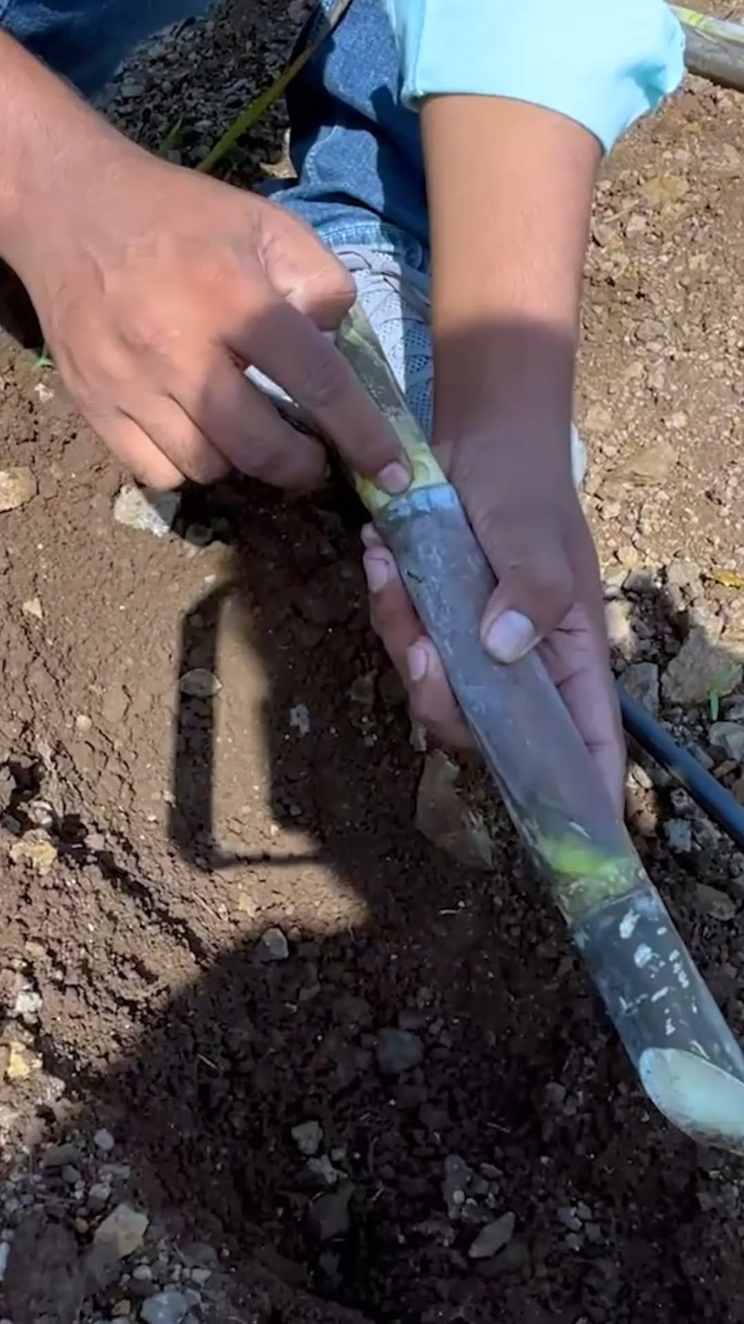 indianfarmer.courses 게시물 이미지: ऐसे होता है गन्ने का Plantation...