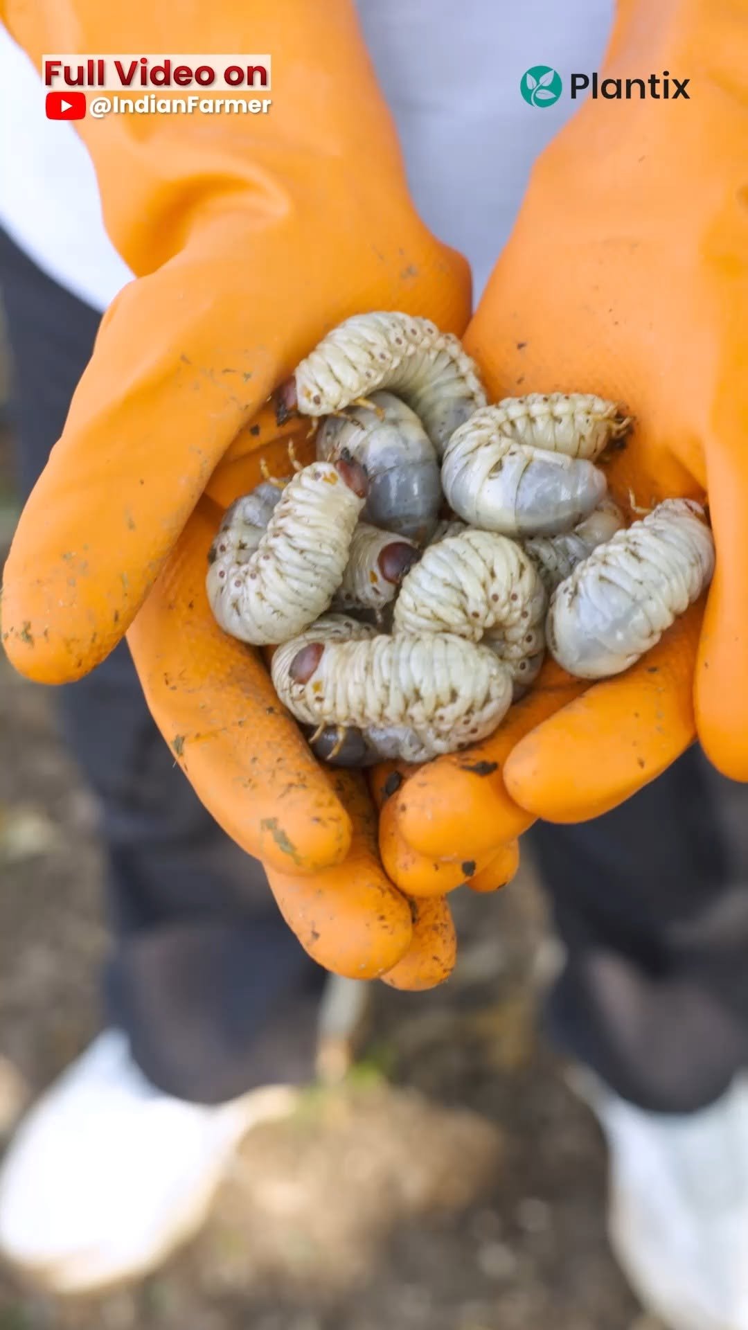 indianfarmer.courses 게시물 이미지: छुपकर वार करने वाला कीड़ा🐛🚫

#IndianFarmer...