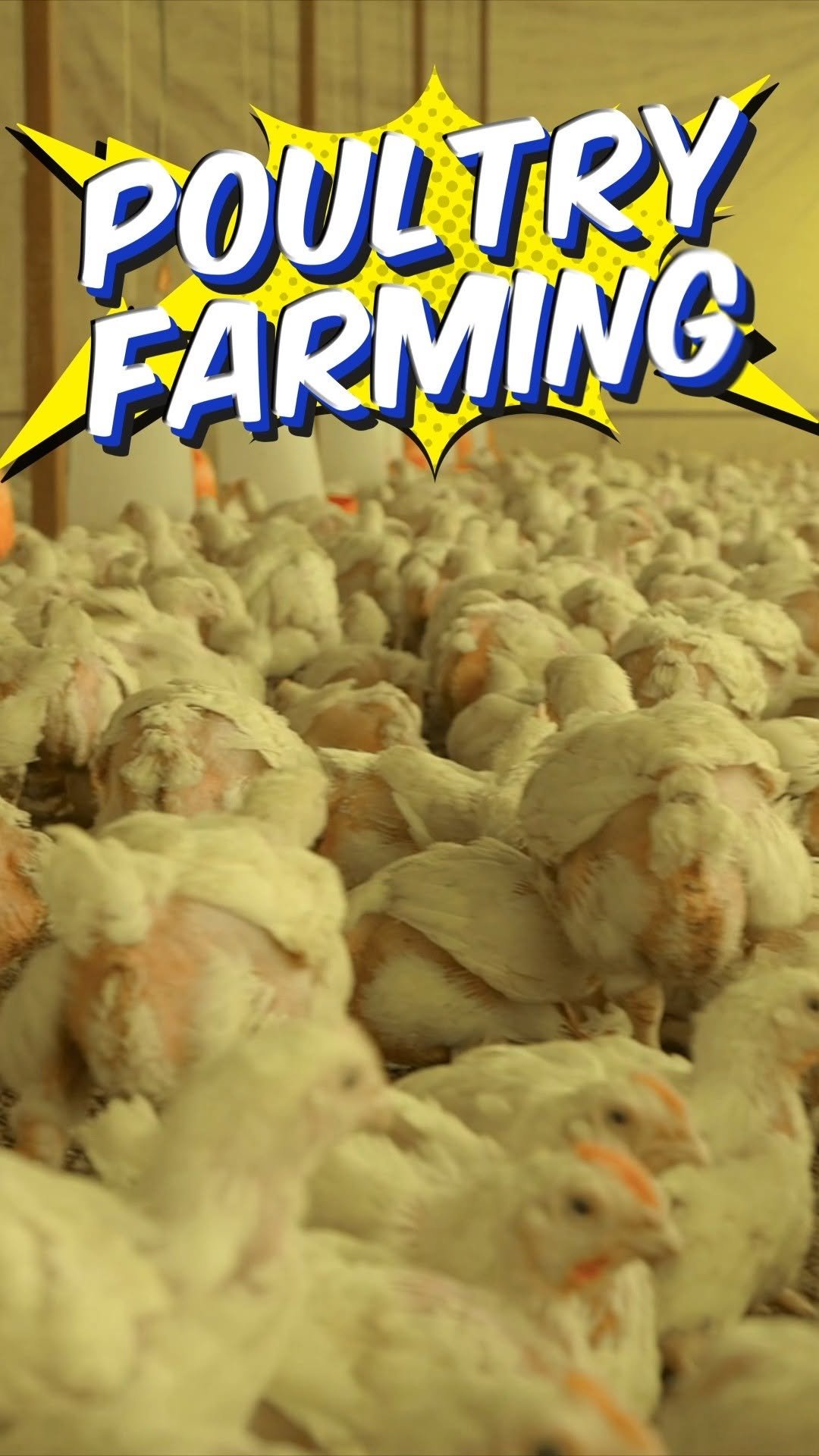 indianfarmer.courses 게시물 이미지: ऐसा होना चाहिए एक बेहतर Poultry Farm...