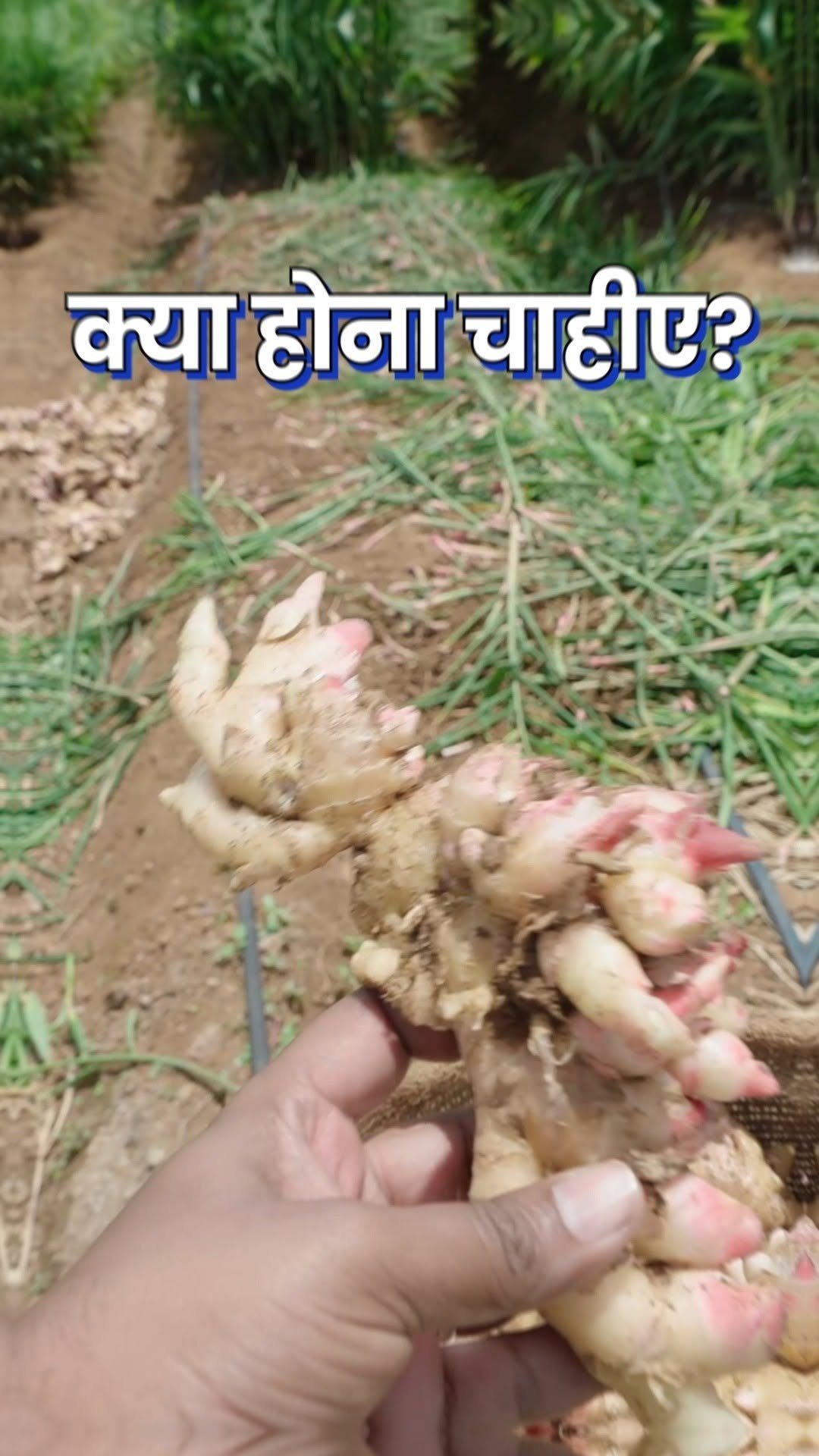 indianfarmer.courses 게시물 이미지: अदरक लगाने से पहले ये काम ज़रूर करना...