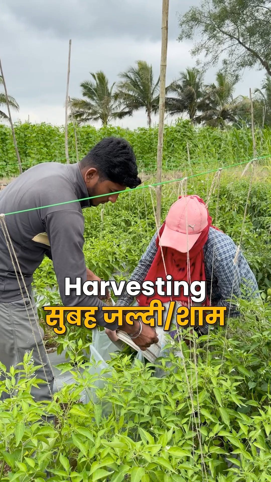 indianfarmer.courses 게시물 이미지: सही Yield को सही Time पर निकालना ज़रूरी है...