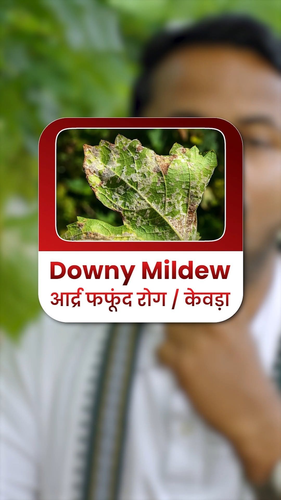 indianfarmer.courses 게시물 이미지: घंटों में हो जाएगी फसल बर्बाद...