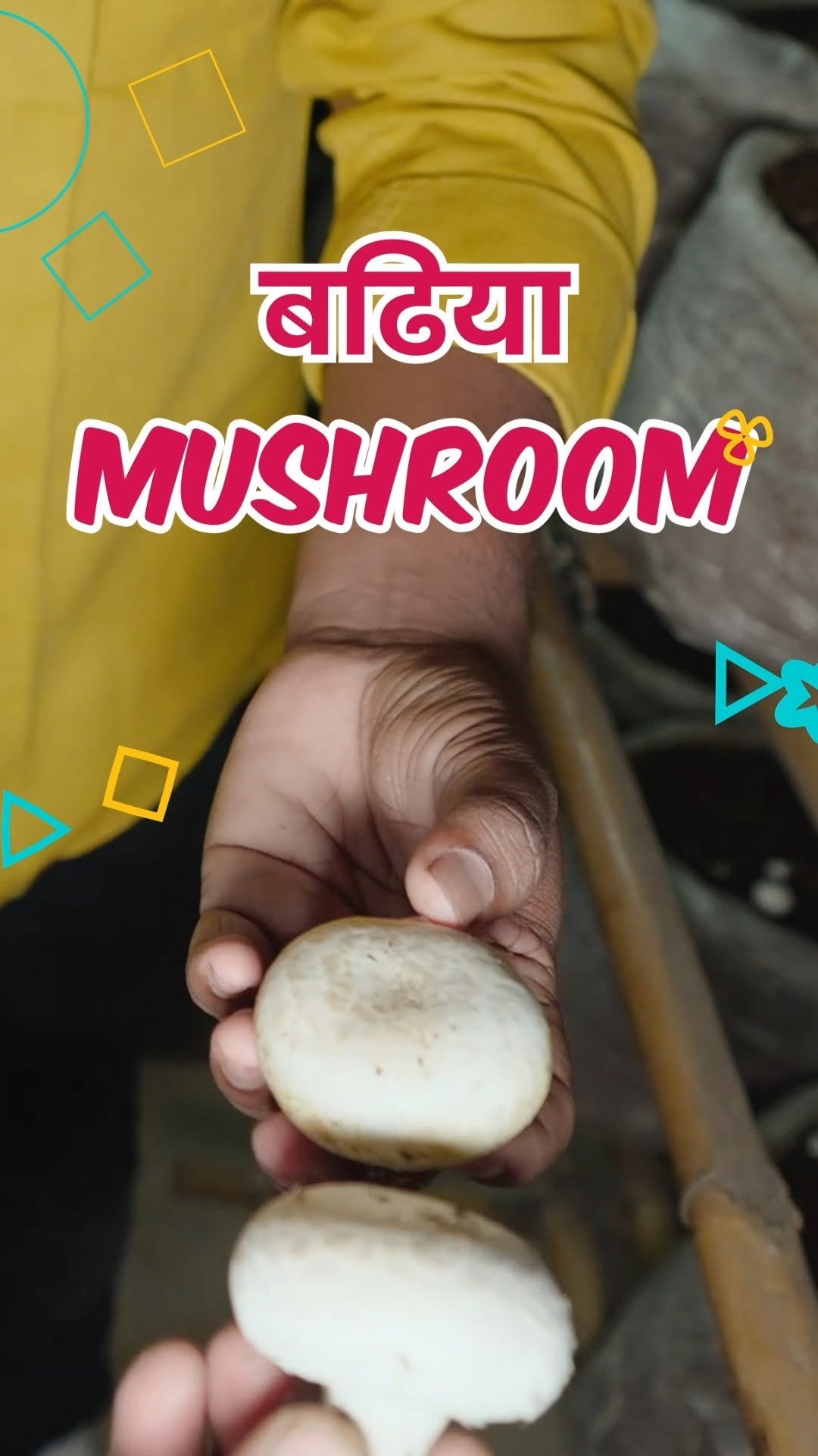 indianfarmer.courses 게시물 이미지: ऐसे करनी पड़ती है मशरूम की खेती...