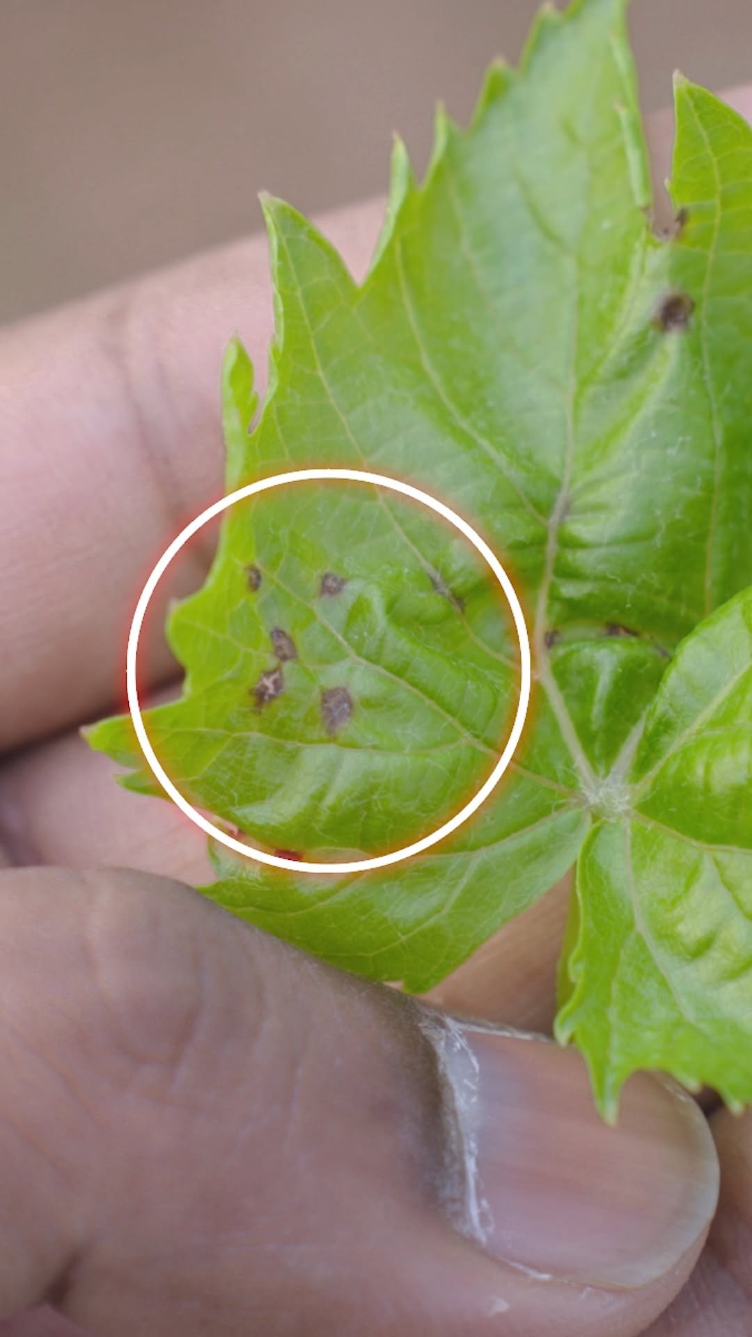 indianfarmer.courses 게시물 이미지: दिखता नहीं… सीधे फसल खत्म कर देता है...