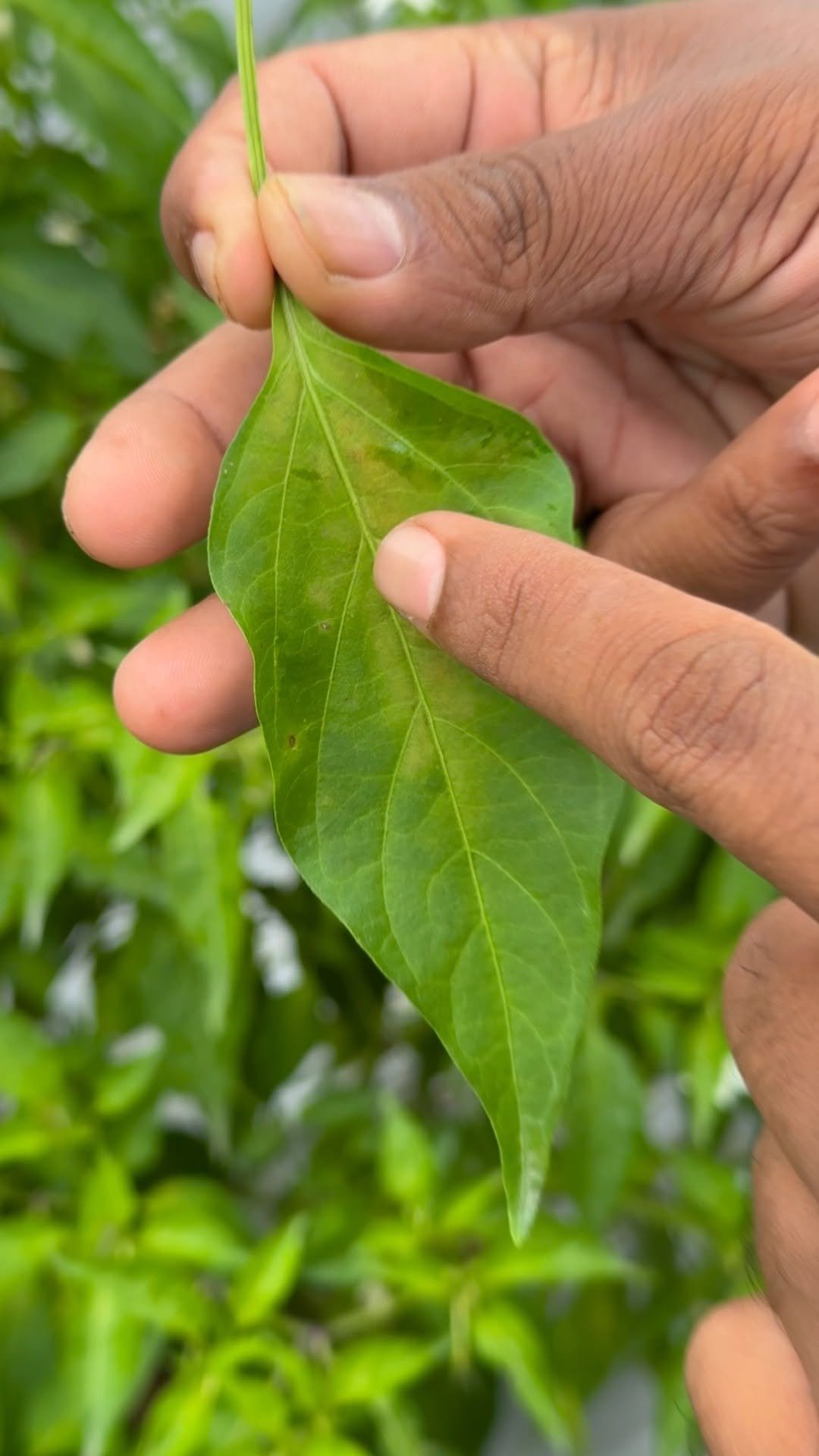 indianfarmer 게시물 이미지: खेती में ऐसे दुश्मन पहचानना ज़रूरी है...