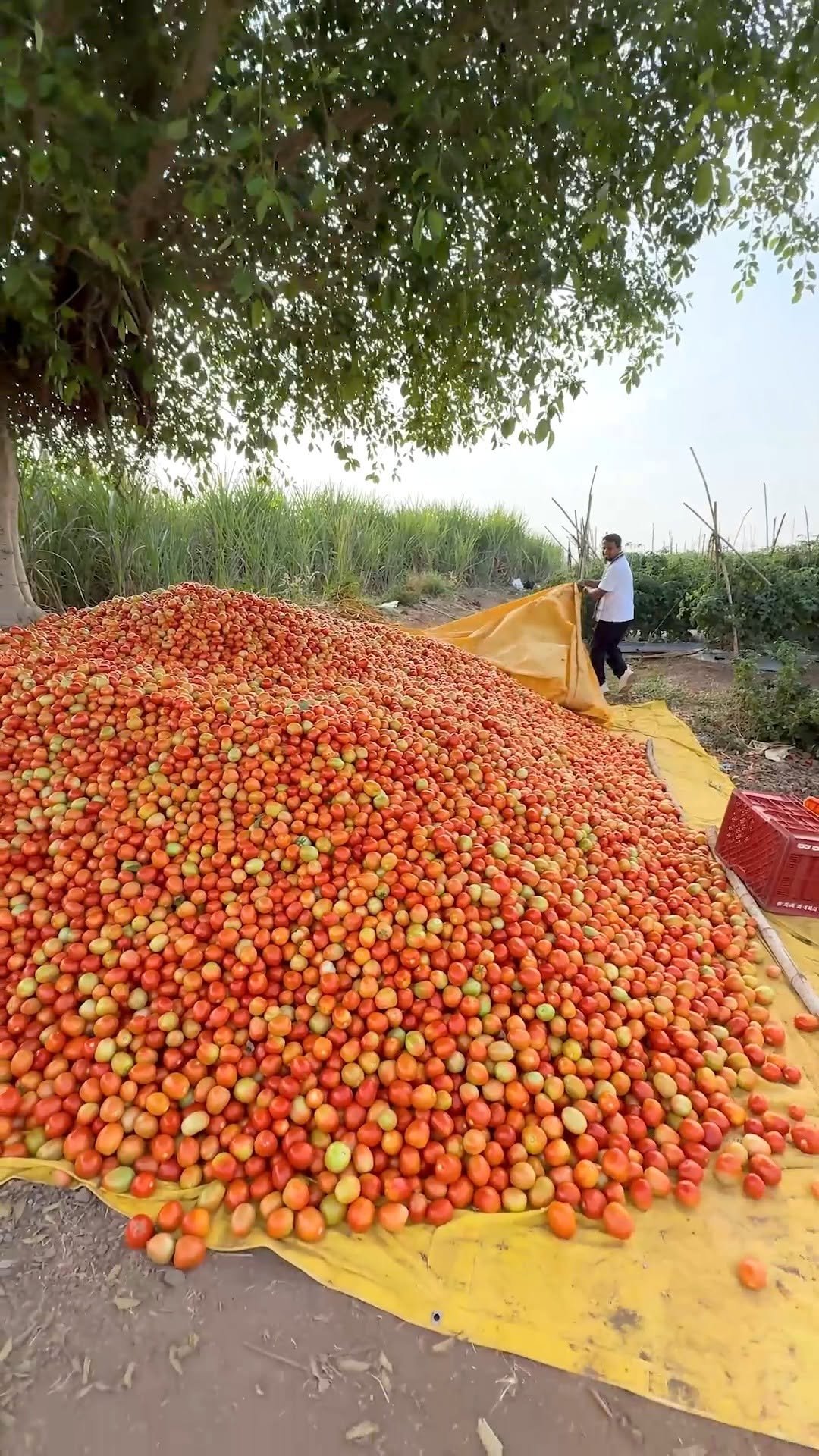 indianfarmer 게시물 이미지: हमने तो गिना नहीं🤔आप ही बताओ कितना हुआ...