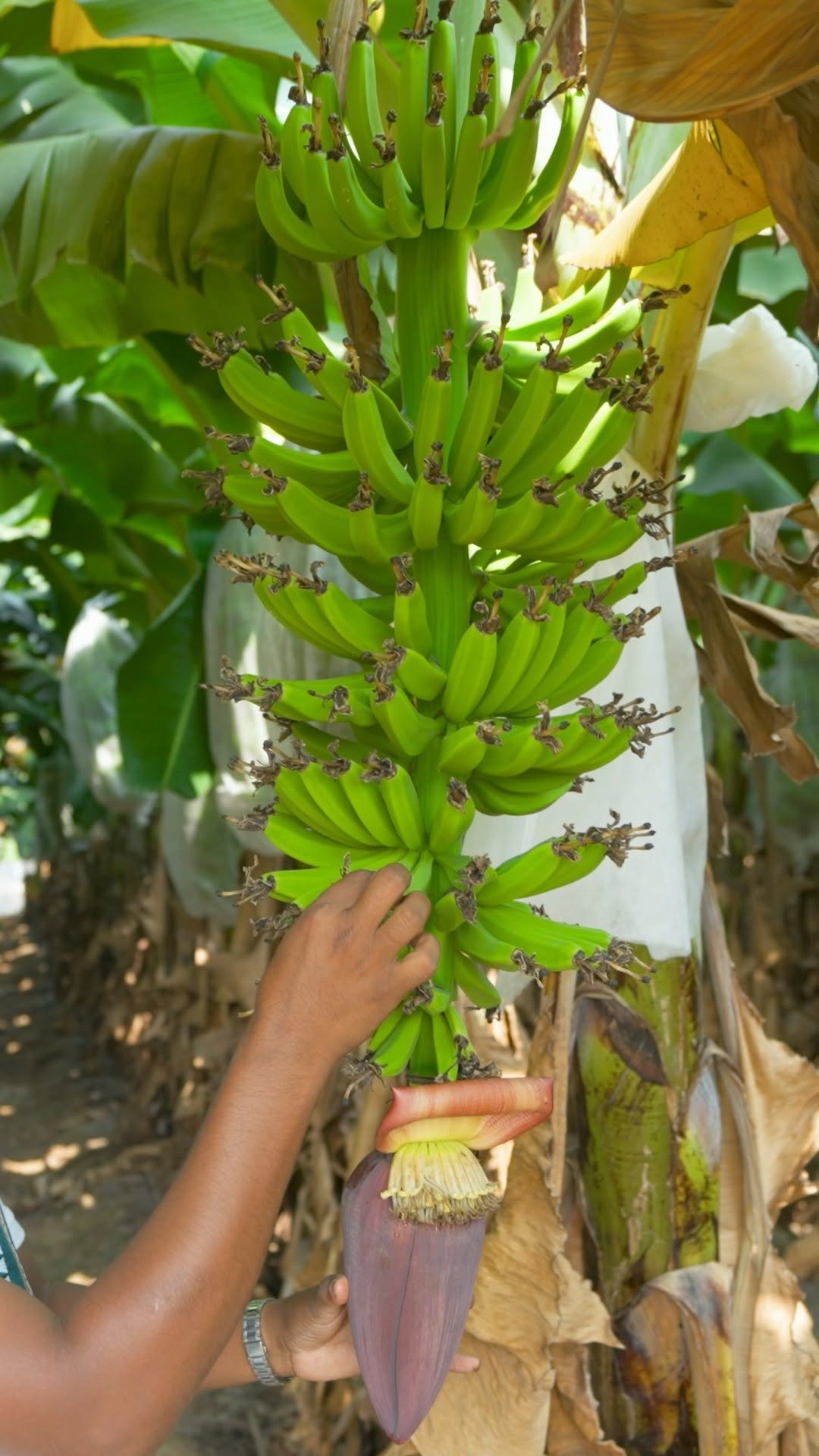 indianfarmer 게시물 이미지: इसके वजह से चमकता है केला 🍌✨
#indianfarmer...