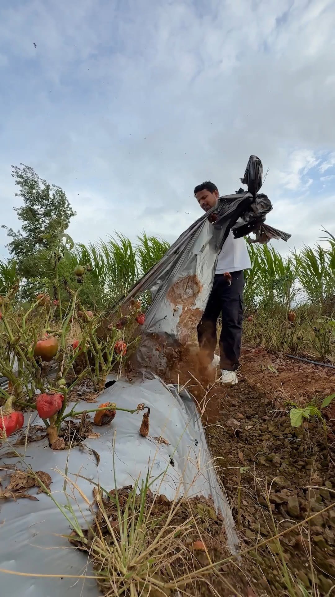 indianfarmer 게시물 이미지: Sahi Timing pe Sahi Kaam karna Zaruri hai...