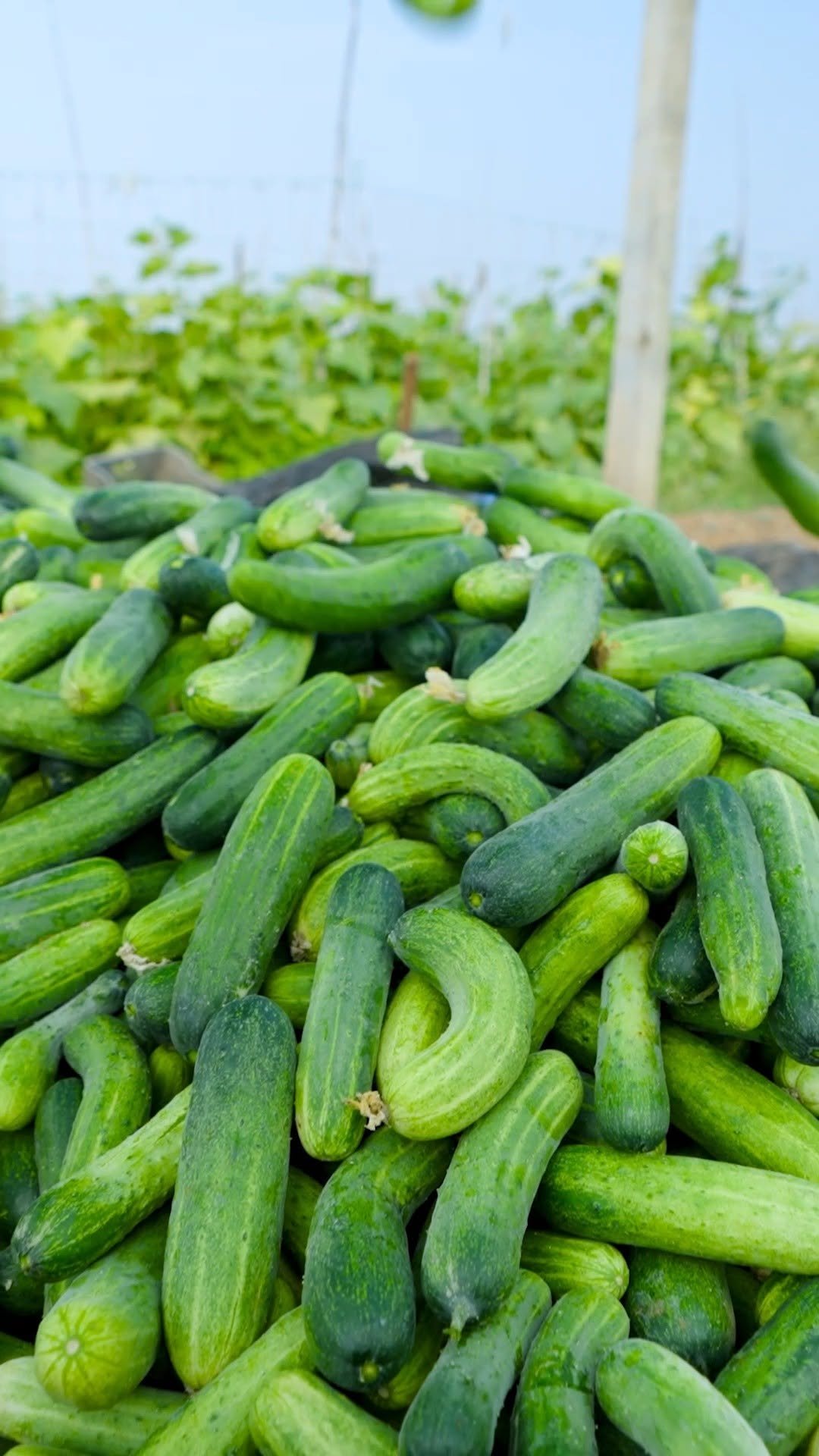 indianfarmer 게시물 이미지: सीधा खेत से Fresh खाने का मज़ा ही अलग है 😋💯...