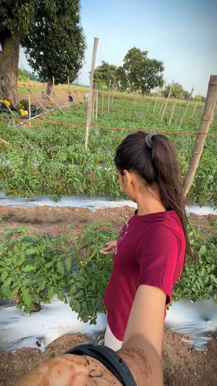 indianfarmergirl 게시물 이미지: Yellow Mosaic Virus 😐🍅
#explore #foryou #viral...