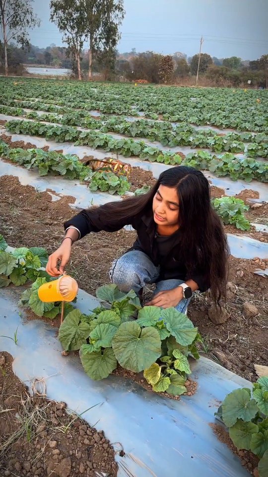 indianfarmergirl 게시물 이미지: Muskmelon Farming ✅❌
.
.
.
(Farming,...