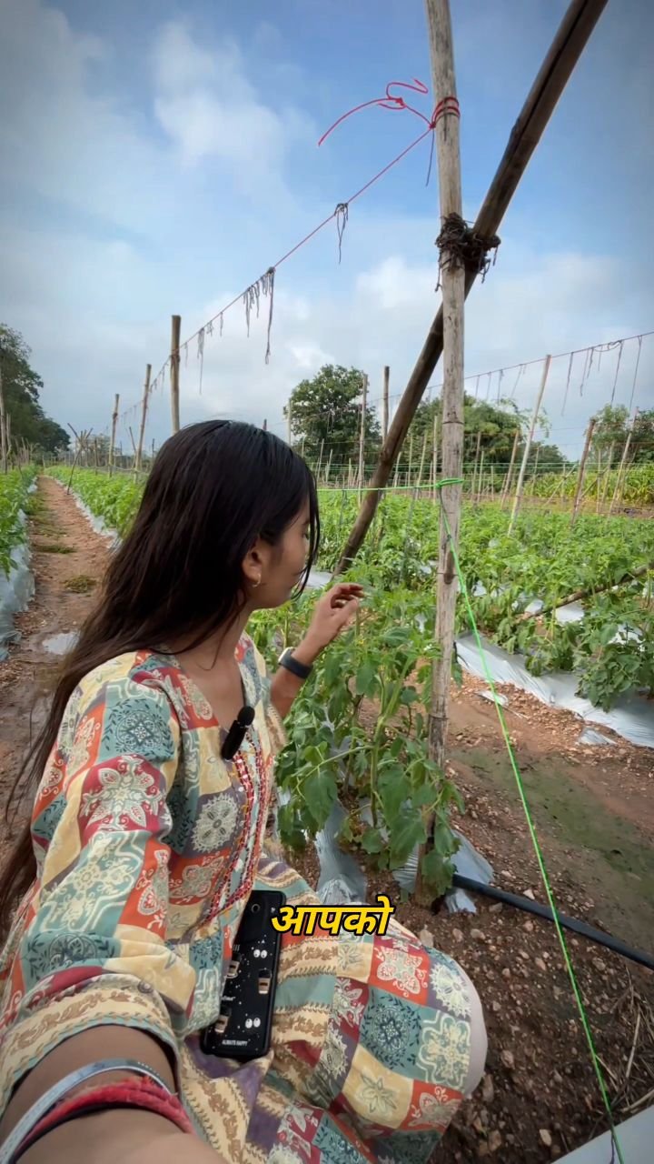 indianfarmergirl 게시물 이미지: Tamatar me Spray 
[ Tomato, Insecticide,...
