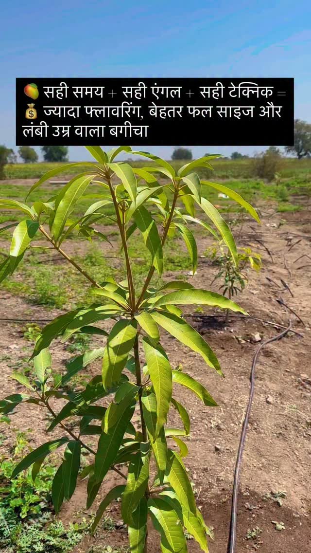 indoisrael_technology__tips 게시물 이미지: “कैंची उठाने से पहले सोचिए… ये कट आम का भविष्य...