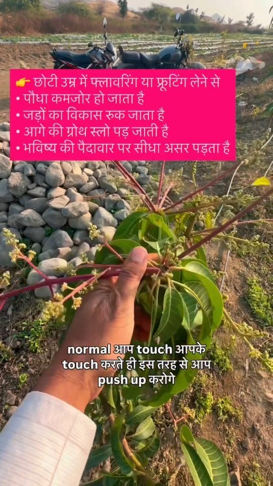 indoisrael_technology__tips 게시물 이미지: आज थोड़ा धैर्य रखेंगे,
तो कल पेड़ आपको सालों...