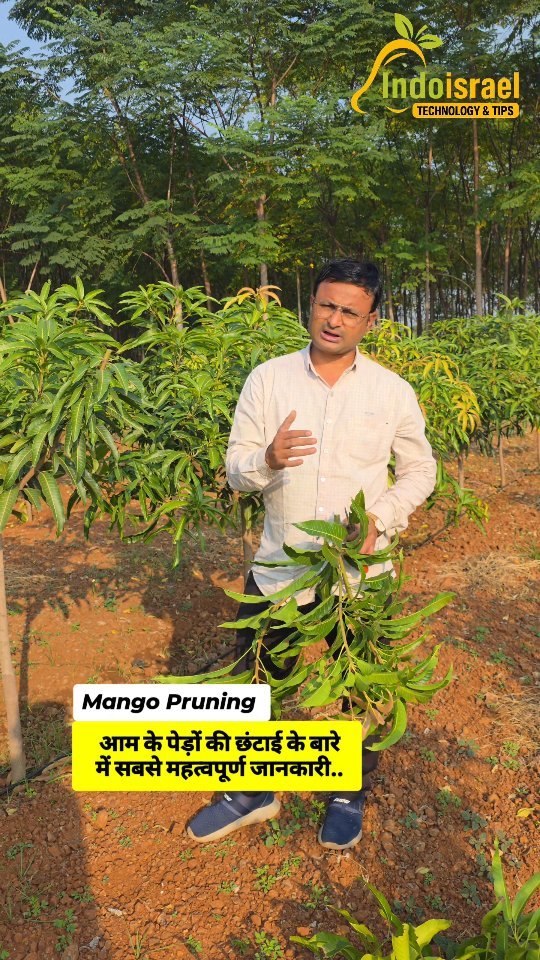 indoisrael_technology__tips 게시물 이미지: आम में प्रूनिंग (छंटाई) की सबसे ज़रूरी, काम की...