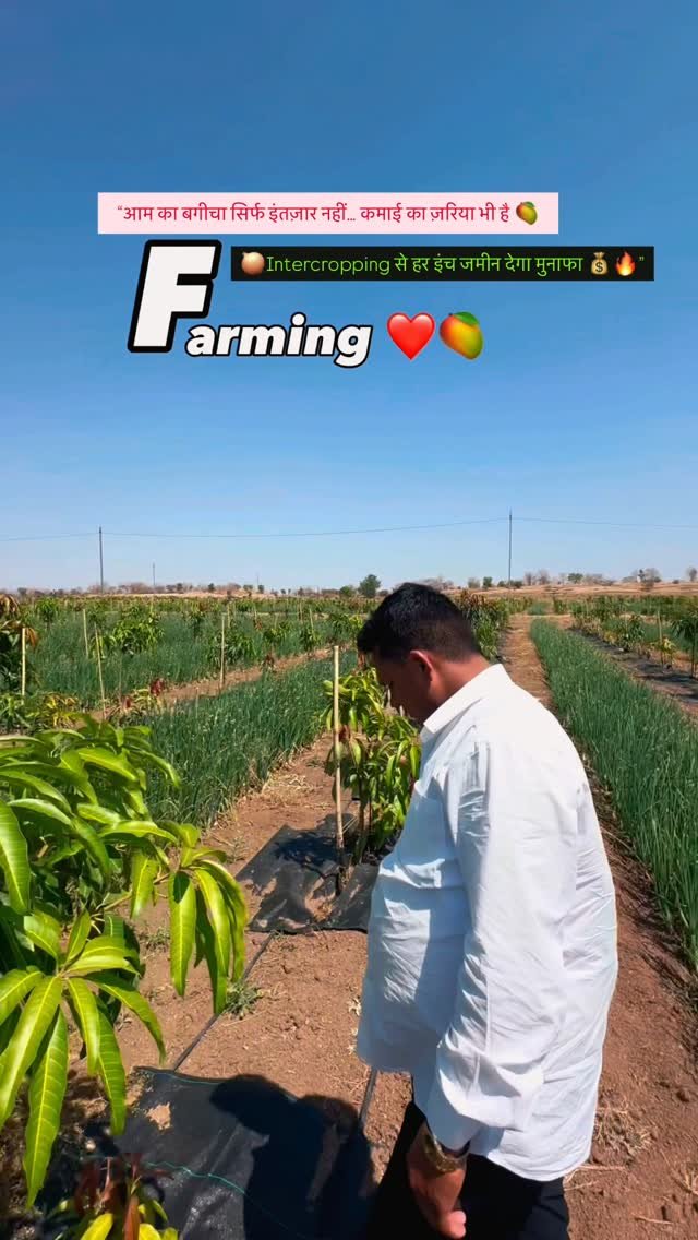 indoisrael_technology__tips 게시물 이미지: 1 एकड़ में Onion से 60–100 हजार तक इनकम
Mango...