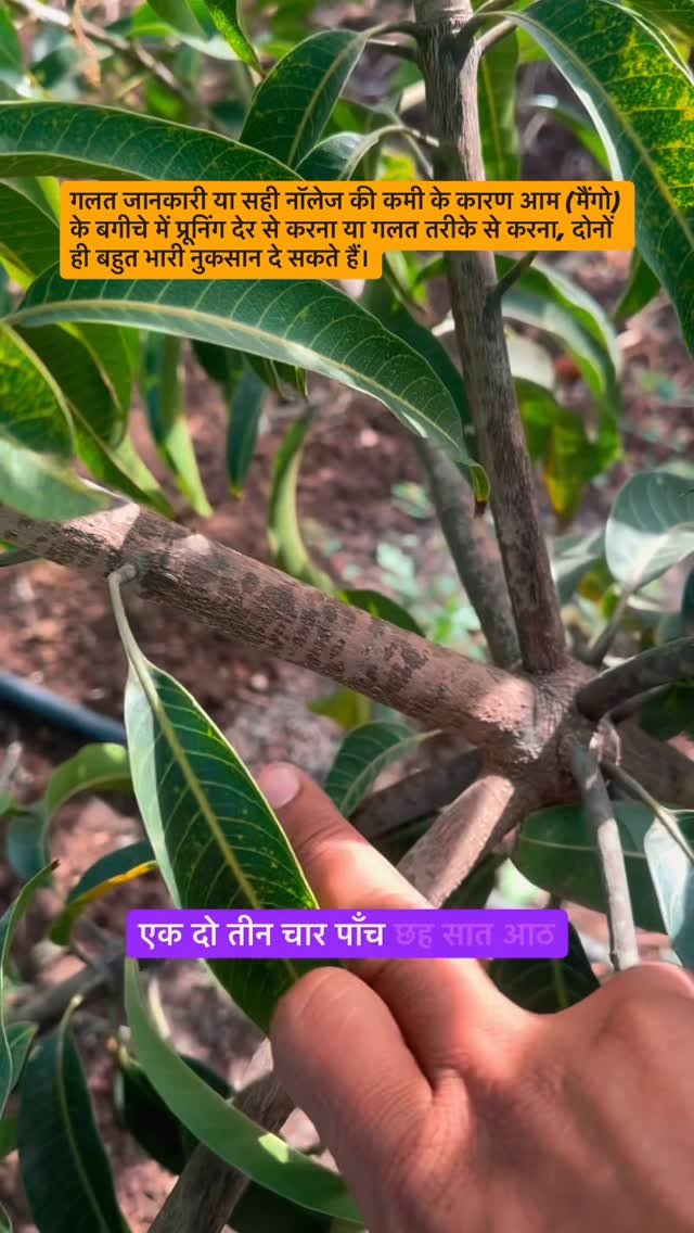indoisrael_technology__tips 게시물 이미지: आम के बगीचे में प्रूनिंग (Pruning) का सही समय...
