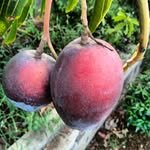 anilmangofarms 프로필 사진