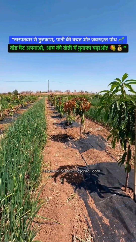 indoisrael_technology__tips 게시물 이미지: आम के बगीचे में वीड मैट (Weed Mat) का सही...
