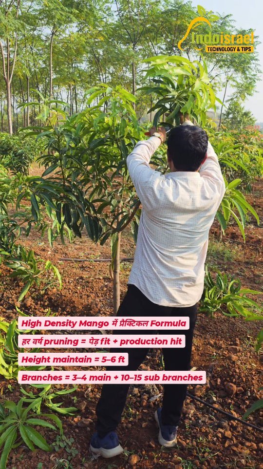 indoisrael_technology__tips 게시물 이미지: “Pruning ही Productivity की चाबी है 🥭...