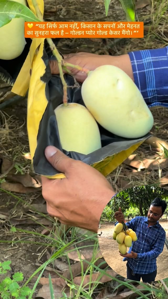 indoisrael_technology__tips 게시물 이미지: 🥭✨ “जब मेहनत सोना बन जाए, तब पैदा होता है...