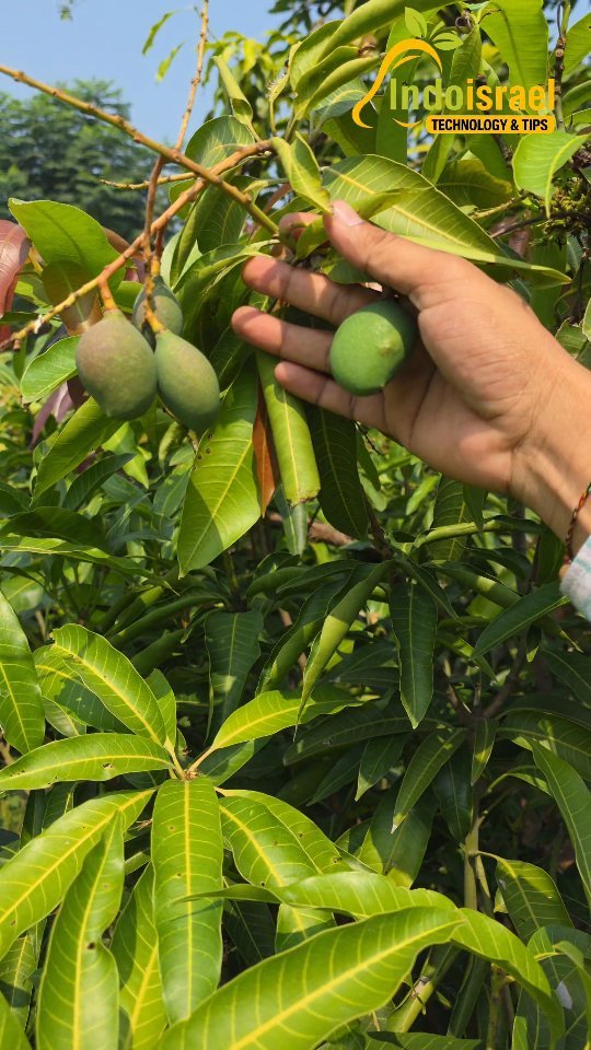 indoisrael_technology__tips 게시물 이미지: "तीन मौसम, तीन गुना उत्पादन — आम की क्रांतिकारी किस्म!"