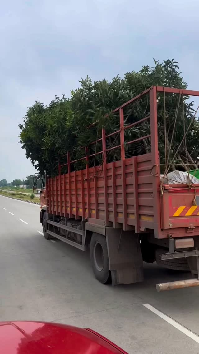 indoisrael_technology__tips 게시물 이미지: “प्योर केसर, प्योर क्वालिटी 🌱✨
आपके बगीचे के...