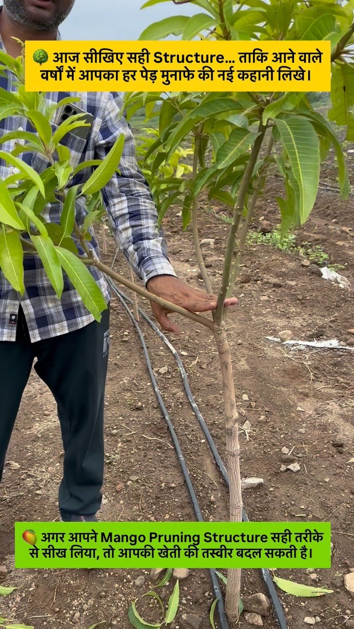indoisrael_technology__tips 게시물 이미지: 🥭 अगर इस पेड़ में सही समय पर और सही तरीके से...