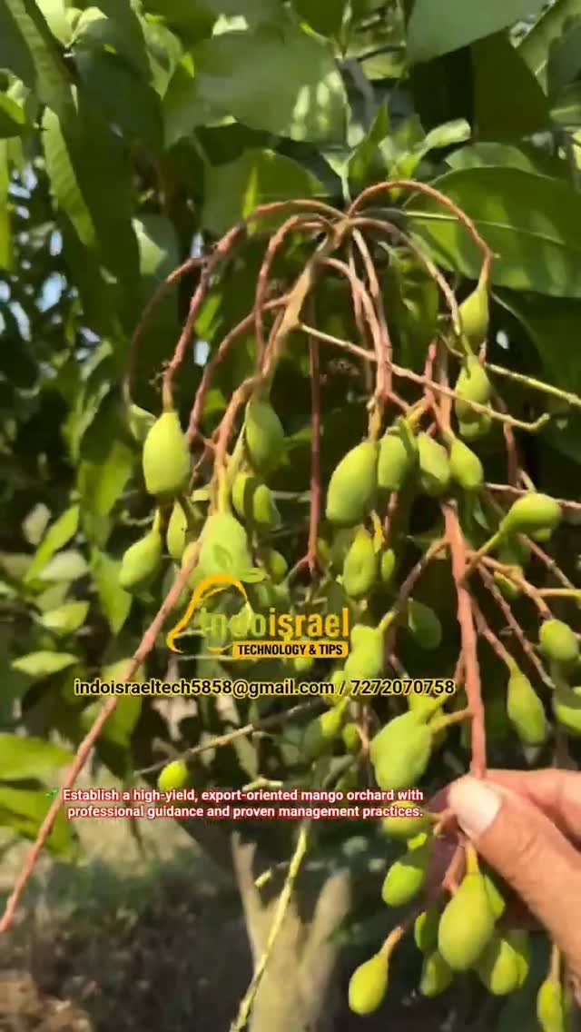indoisrael_technology__tips 게시물 이미지: 🌳🥭 100% Pure Kesar Mango Plants 🥭🌳
✅...