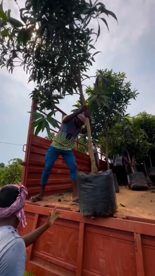 indoisrael_technology__tips 게시물 이미지: “प्योर केसर, प्योर क्वालिटी 🌱✨
आपके बगीचे के...