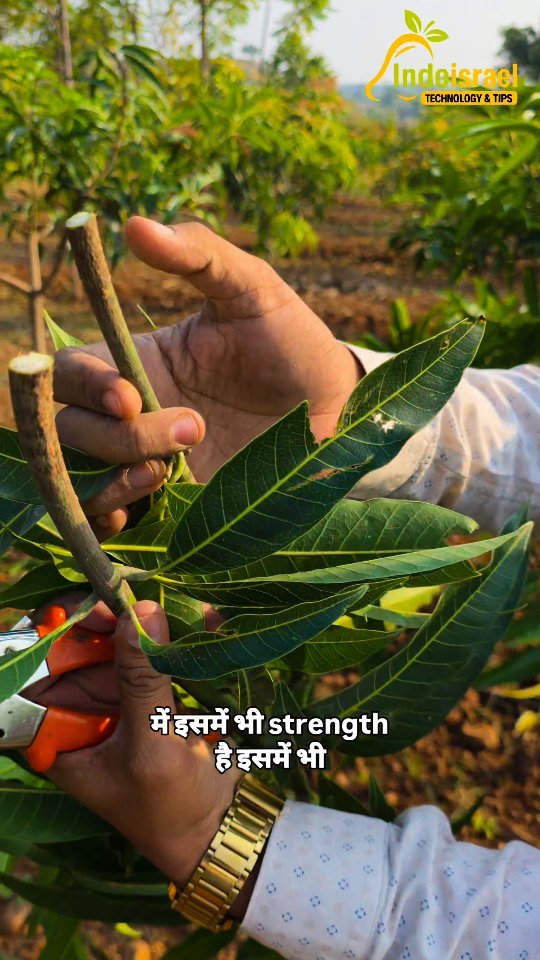 indoisrael_technology__tips 게시물 이미지: “हर कट बढ़ाए उपज—यह है आम की स्मार्ट...