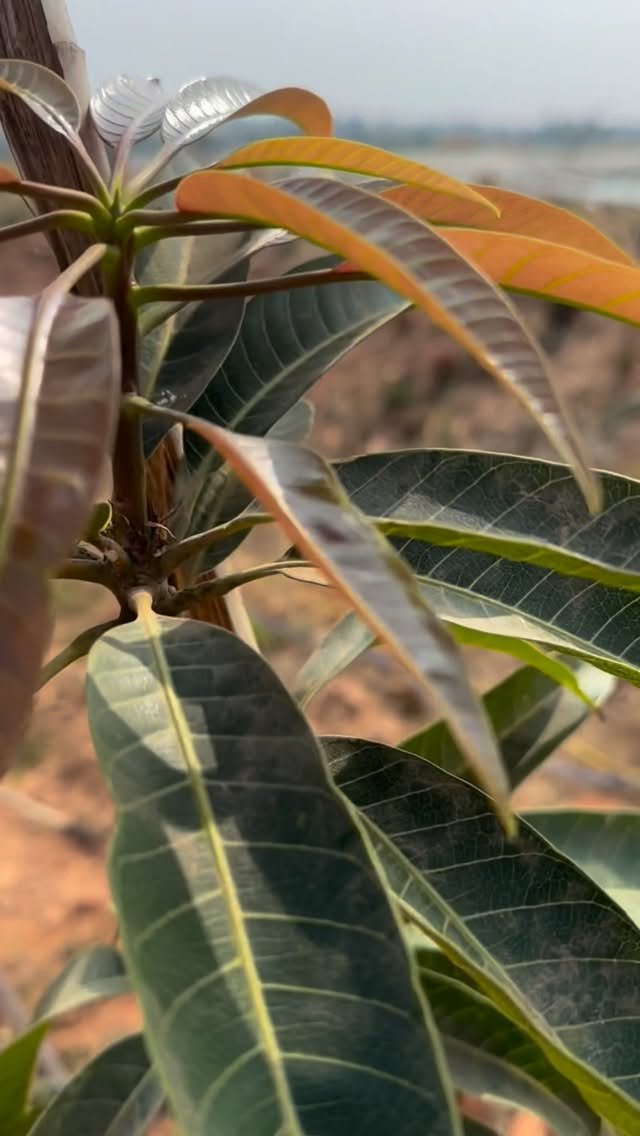 indoisrael_technology__tips 게시물 이미지: ऐसा पेड़ “जादुई” क्यों लगता है?#kesarmango...