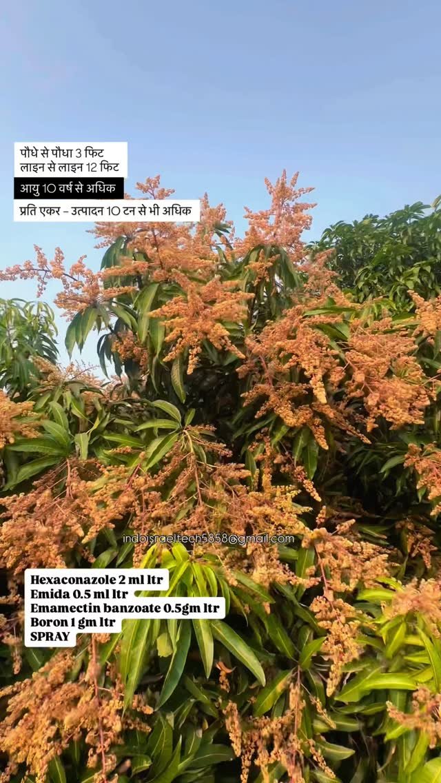 indoisrael_technology__tips 게시물 이미지: “ज़ोरदार शुरुआत के साथ केसर आम के बाग़ में इस...