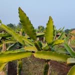 green_india_tech 프로필 사진