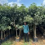 vallabha_nursery 프로필 사진