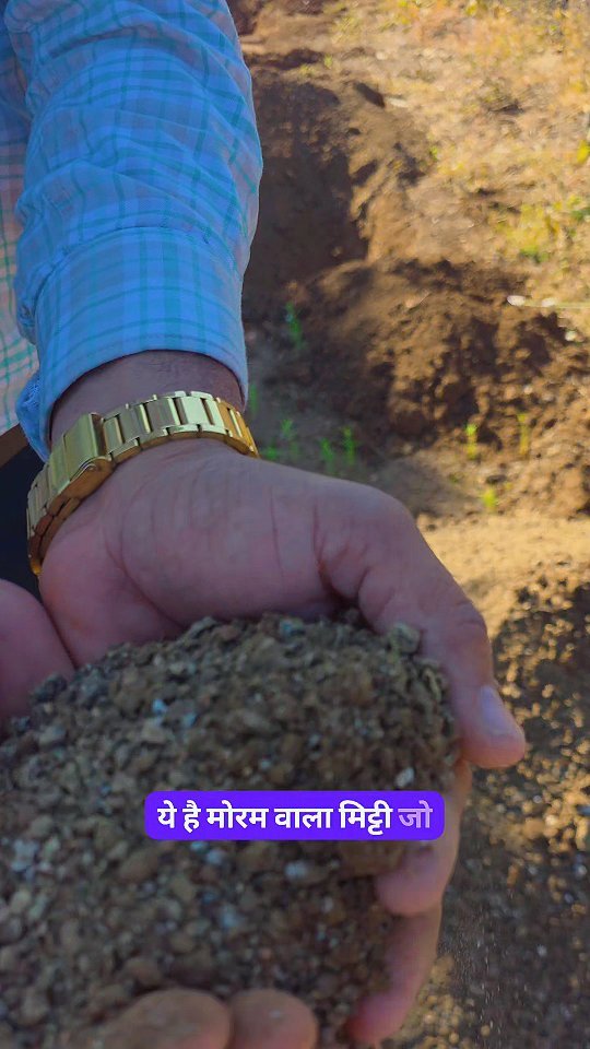 indoisrael_technology__tips 게시물 이미지: 🌱 जमीन में लाखों का Investment — केसर आम से...