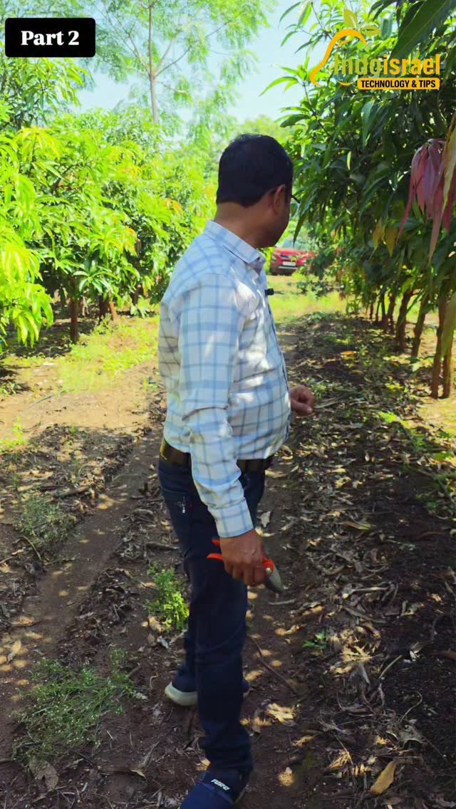 indoisrael_technology__tips 게시물 이미지: इस्राइली टेक्नोलॉजी से आम की खेती में क्रांति!...