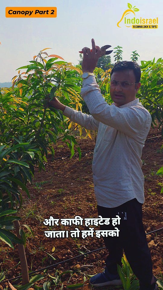 indoisrael_technology__tips 게시물 이미지: 🥭 आम के बाग़ में कैनोपी मैनेजमेंट (Canopy...