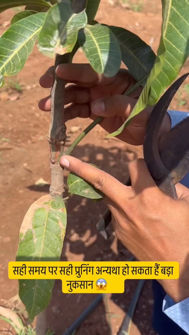 indoisrael_technology__tips 게시물 이미지: सही समय पर सही प्रुनिंग अन्यथा हो सकता हैं...