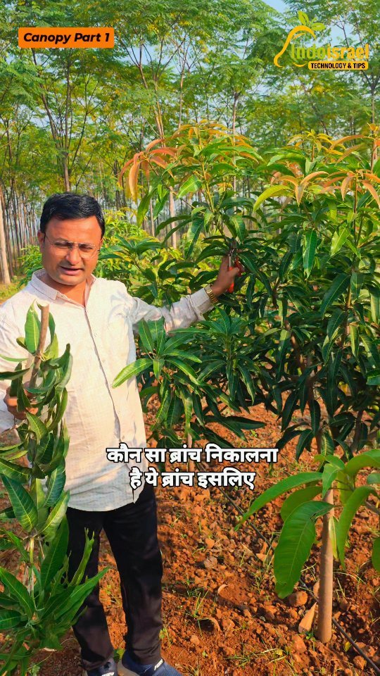 indoisrael_technology__tips 게시물 이미지: सीधी ऊपर जाने वाली शाखा को कंट्रोल करें! आम के...