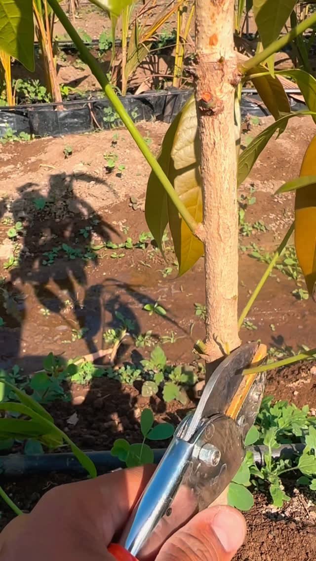 indoisrael_technology__tips 게시물 이미지: “रूटस्टॉक के शूट अगर समय पर नहीं हटाए, तो...