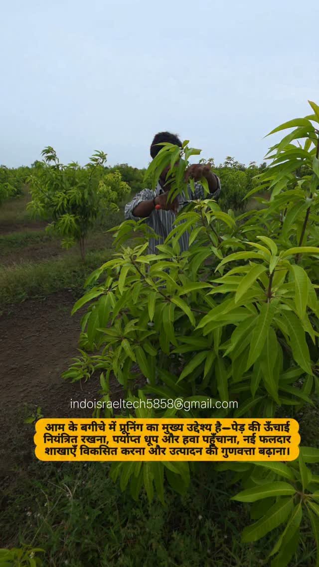 indoisrael_technology__tips 게시물 이미지: Mango Pruning Techniques (आम के पेड़ों की...