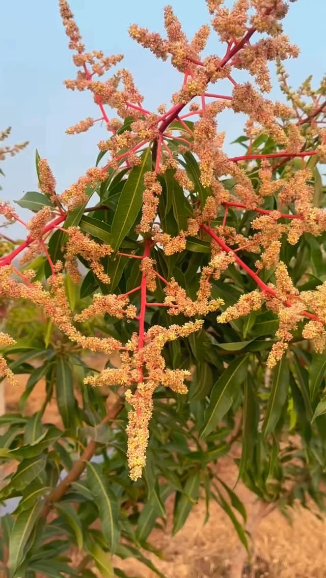 indoisrael_technology__tips 게시물 이미지: 🌼 Kesar Mango | 14 Months Garden | “केसर आम...