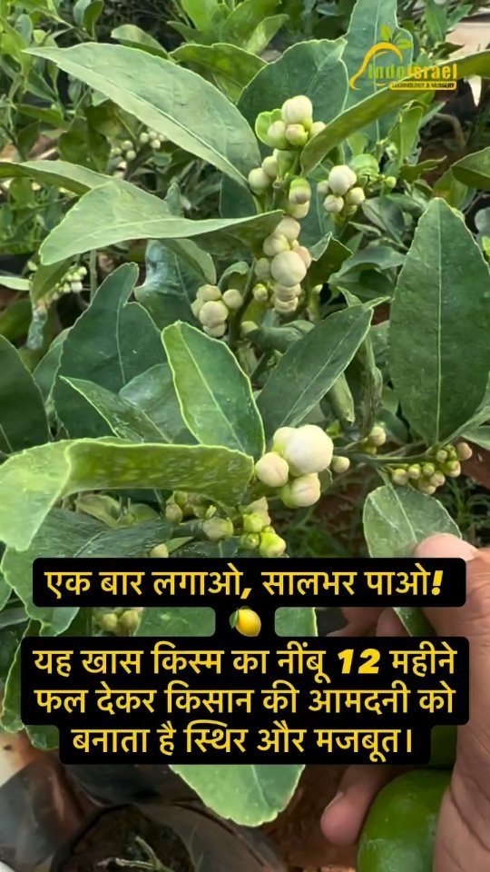 indoisrael_technology__tips 게시물 이미지: यह नींबू की एक नायाब और बेहतरीन किस्म है जो...