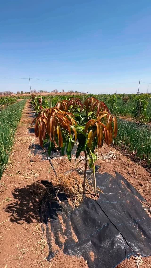 indoisrael_technology__tips 게시물 이미지: Mango orchard + onion intercropping एक बहुत ही...