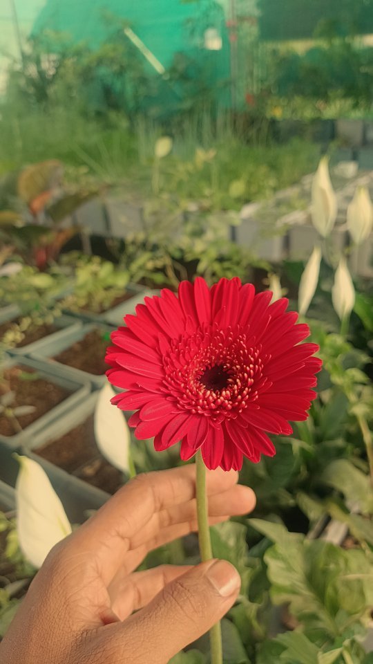 inhydro.in 게시물 이미지: Bright red blooms powered by hydroponics 🍃
In...
