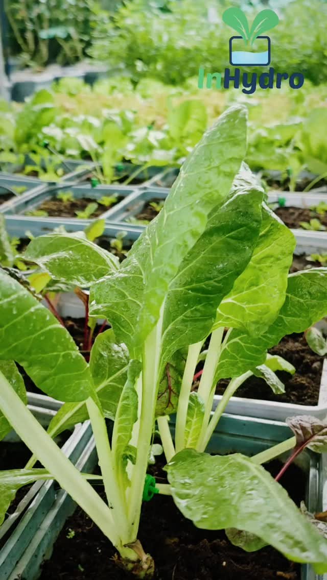 inhydro.in 게시물 이미지: A thriving  hydroponics garden on the terrace,...